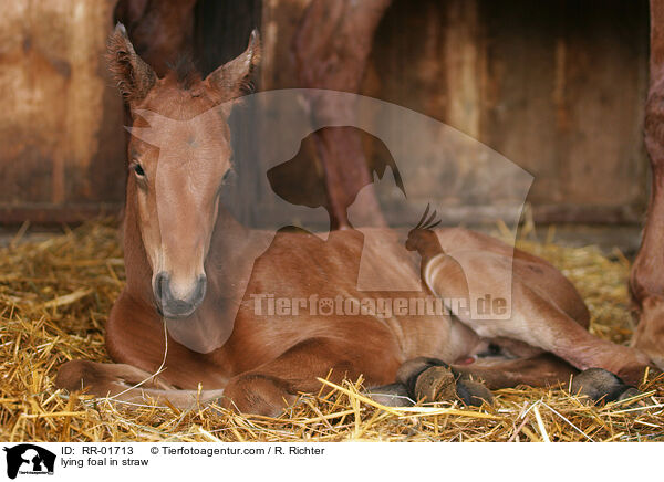 lying foal in straw / RR-01713