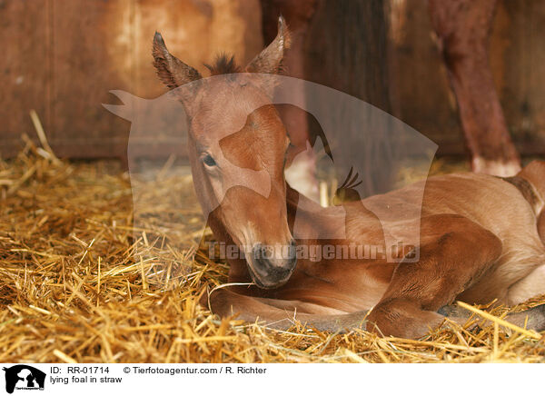 lying foal in straw / RR-01714