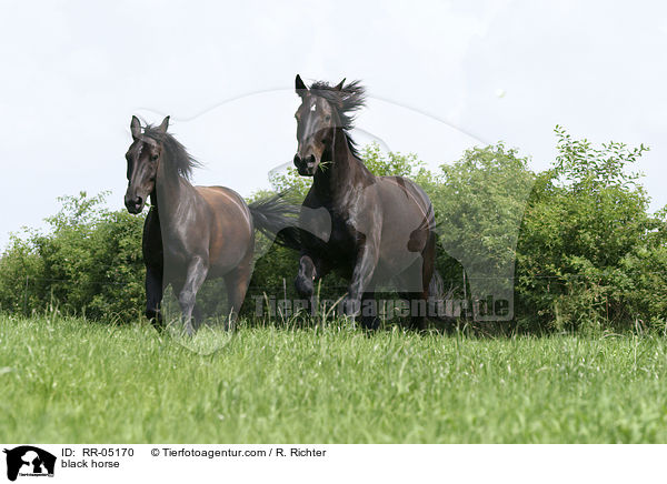 black horse / RR-05170