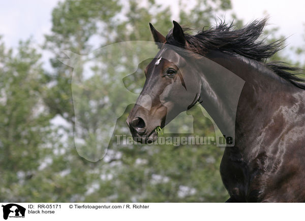 black horse / RR-05171