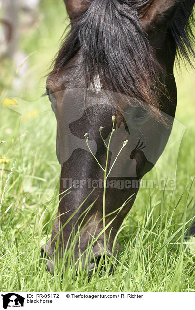 black horse / RR-05172