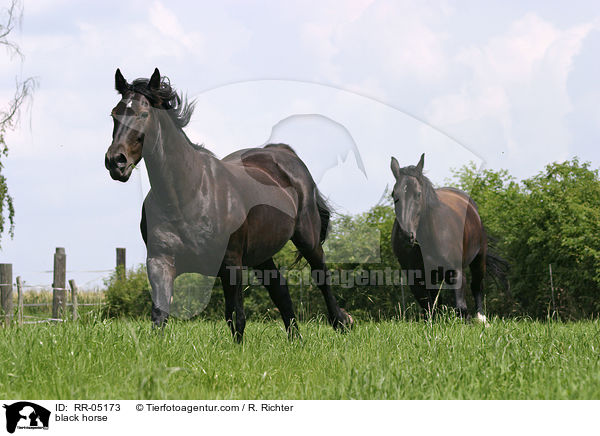 black horse / RR-05173
