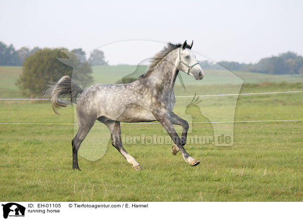 running horse / EH-01105