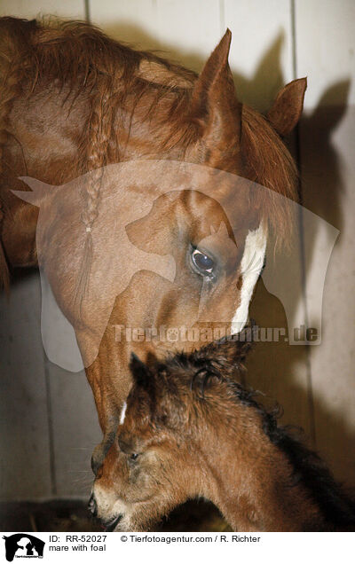 mare with foal / RR-52027