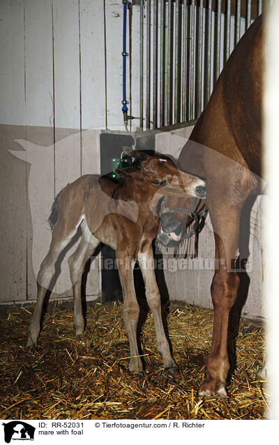mare with foal / RR-52031