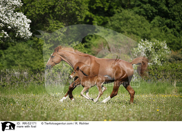 mare with foal / RR-52171