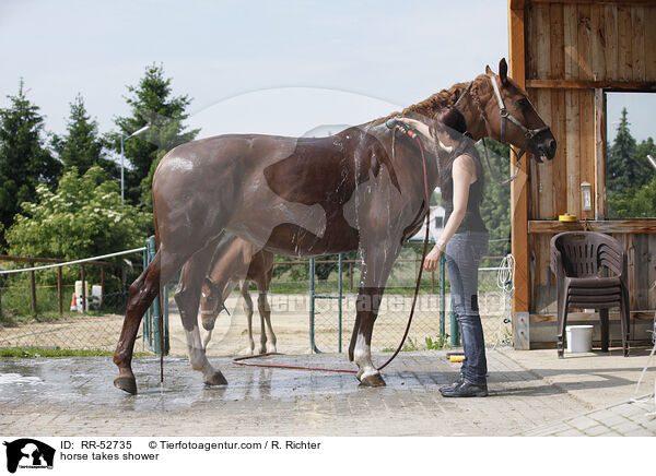 horse takes shower / RR-52735