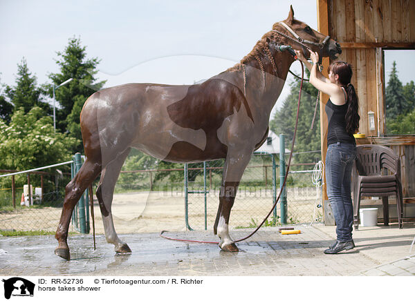 horse takes shower / RR-52736