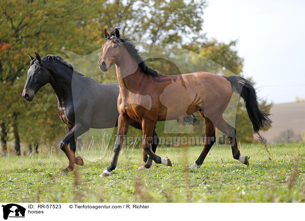 horses / RR-57523