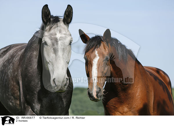 2 horses / RR-66877