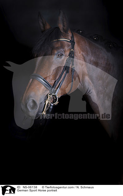 German Sport Horse portrait / NS-06138