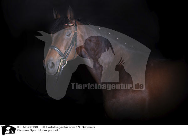German Sport Horse portrait / NS-06139