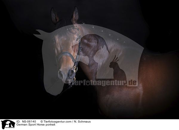 German Sport Horse portrait / NS-06140