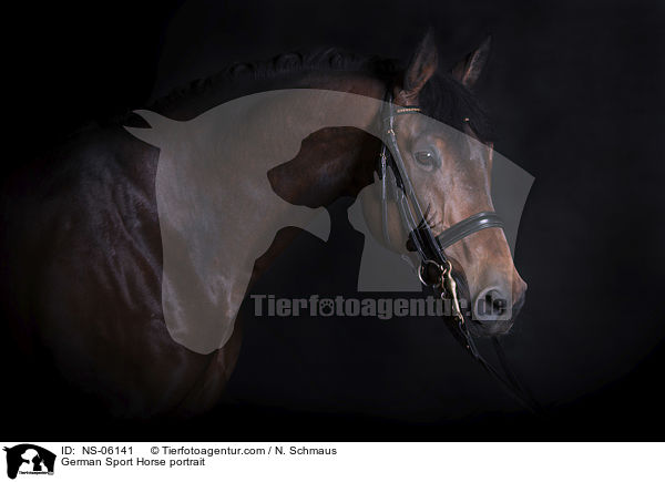 German Sport Horse portrait / NS-06141