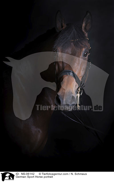 German Sport Horse portrait / NS-06142