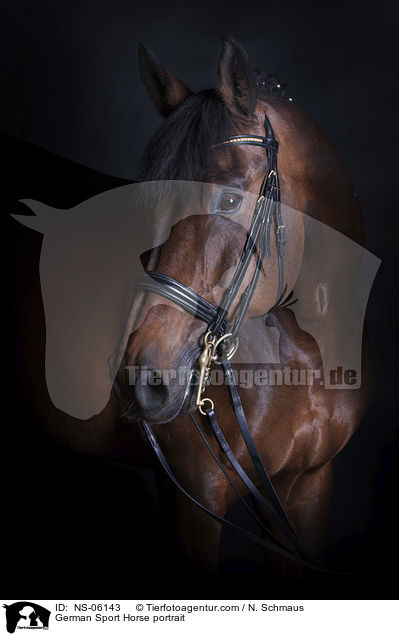 German Sport Horse portrait / NS-06143