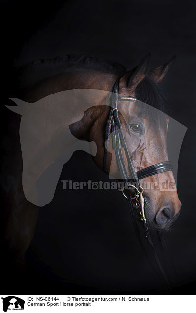 German Sport Horse portrait / NS-06144