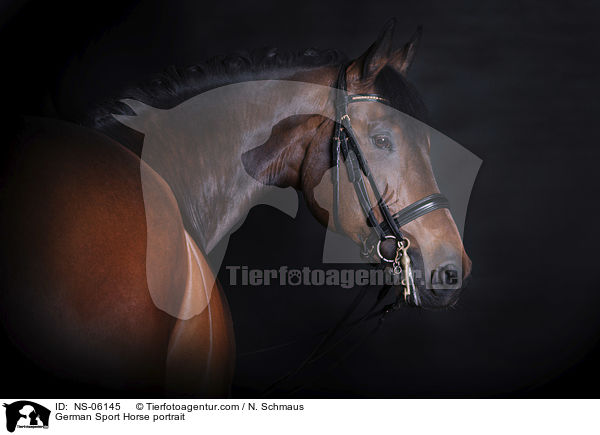 German Sport Horse portrait / NS-06145