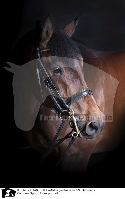 German Sport Horse portrait / NS-06146