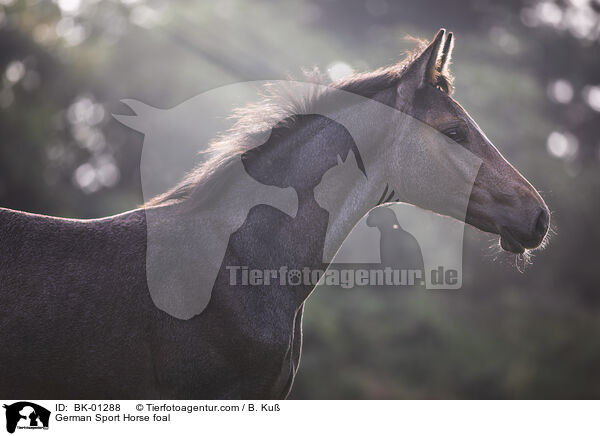 German Sport Horse foal / BK-01288
