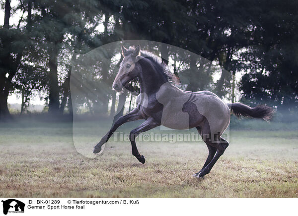 German Sport Horse foal / BK-01289