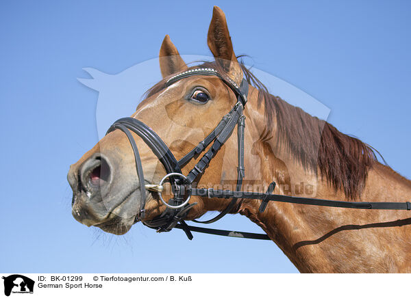 German Sport Horse / BK-01299
