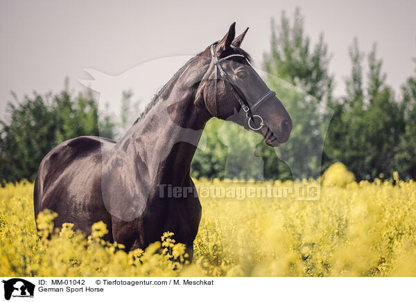 German Sport Horse / MM-01042