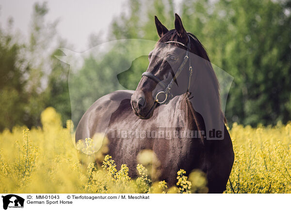 German Sport Horse / MM-01043