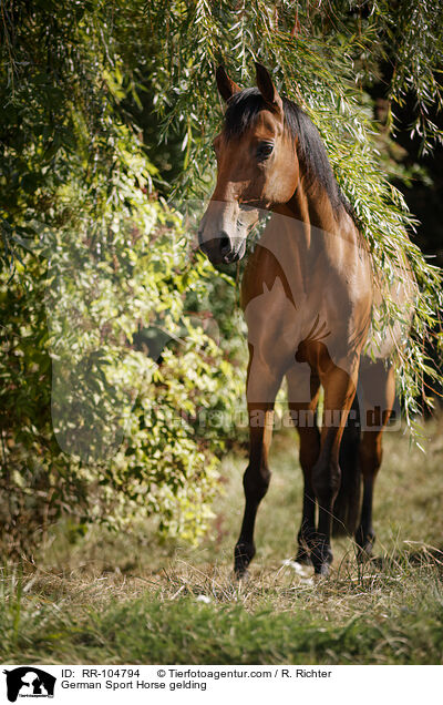 German Sport Horse gelding / RR-104794