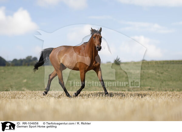 German Sport Horse gelding / RR-104858