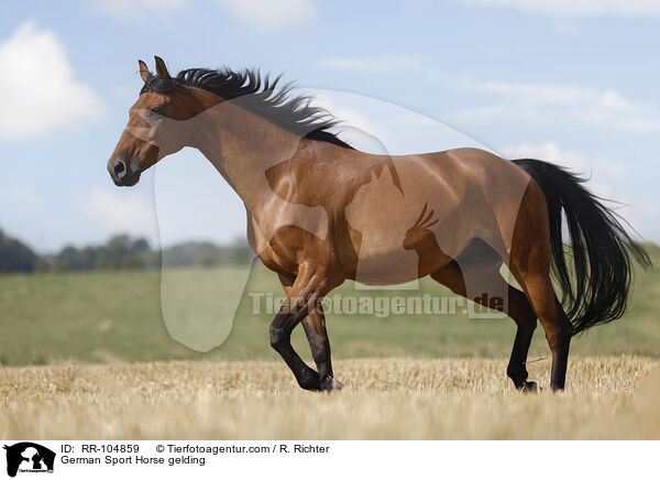 German Sport Horse gelding / RR-104859