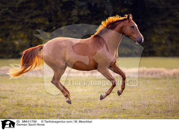 German Sport Horse / MM-01796