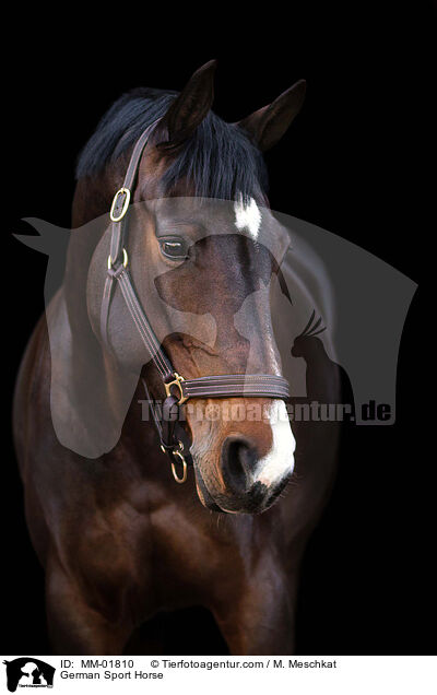 German Sport Horse / MM-01810