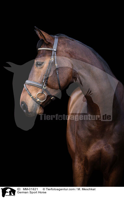 German Sport Horse / MM-01821