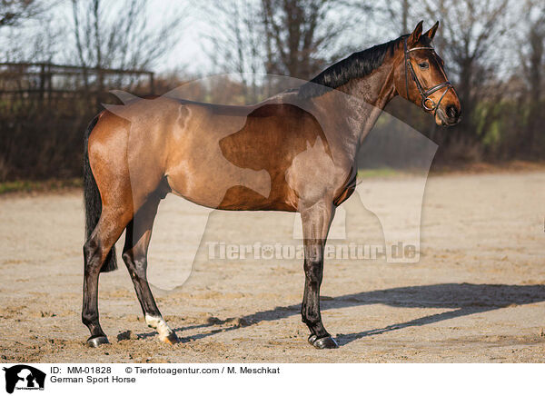 German Sport Horse / MM-01828