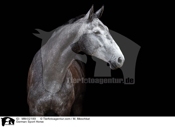 German Sport Horse / MM-02189