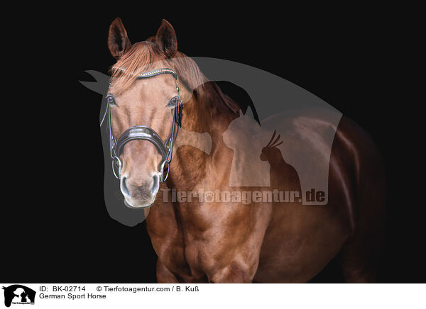 German Sport Horse / BK-02714