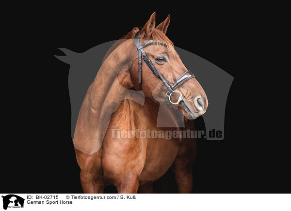 German Sport Horse / BK-02715