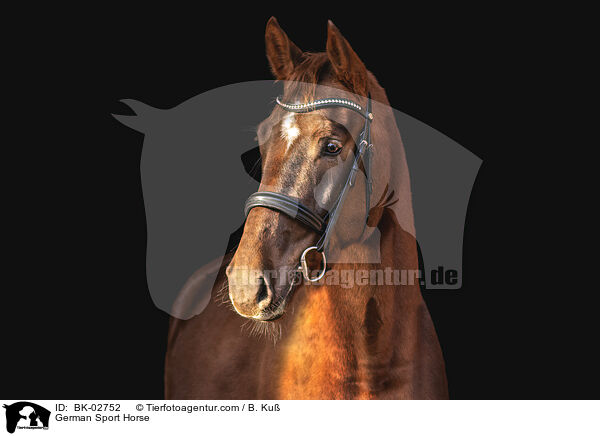 German Sport Horse / BK-02752