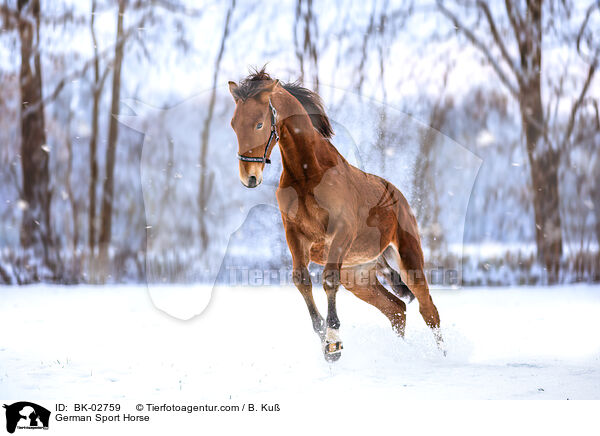 German Sport Horse / BK-02759
