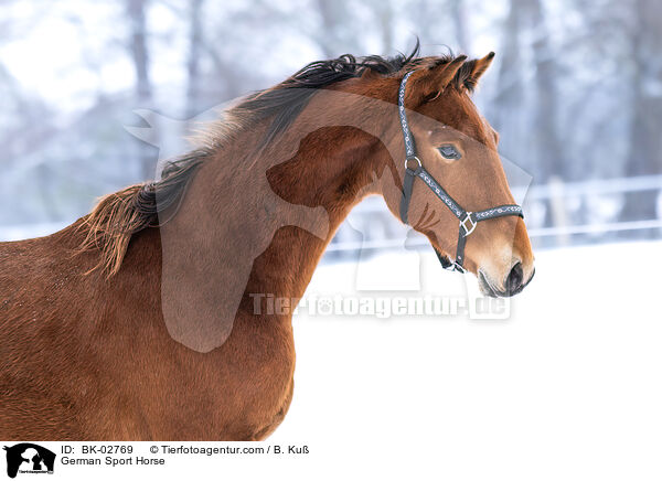German Sport Horse / BK-02769