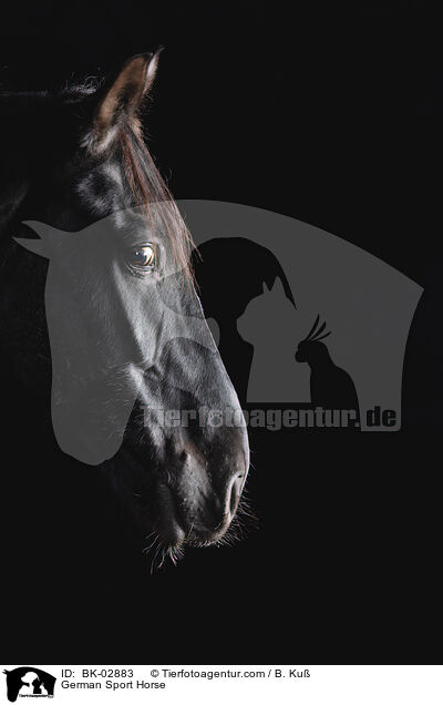 German Sport Horse / BK-02883