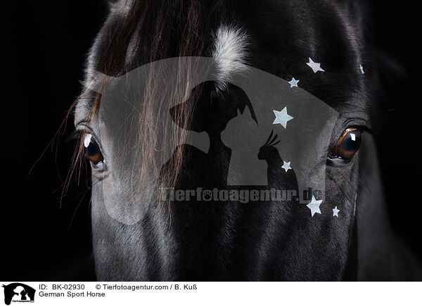 German Sport Horse / BK-02930