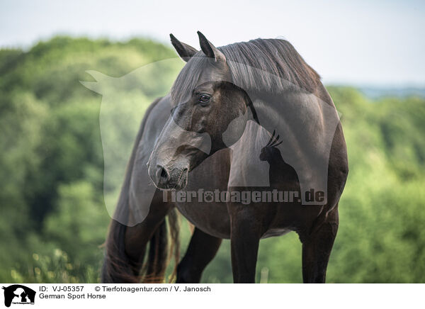 German Sport Horse / VJ-05357