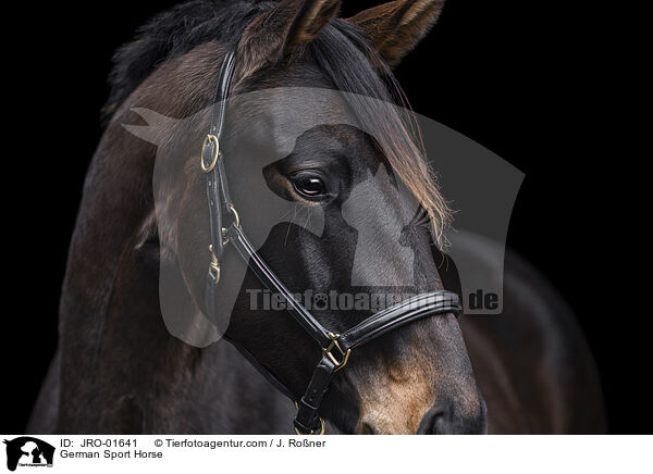 German Sport Horse / JRO-01641