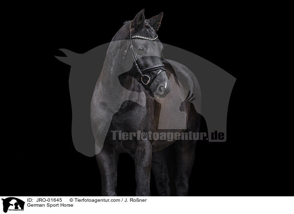 German Sport Horse / JRO-01645