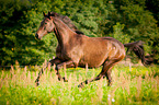 galloping German Sport Horse