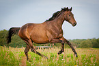 galloping German Sport Horse