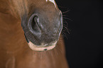 horse mouth