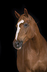 German Sport Horse Portrait
